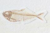 Fossil Branch And Fish (Diplomystus) - Wall Hanger #78147-1